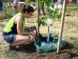 Casey Trees Releases 2012 Summer Almanac for D.C. Area